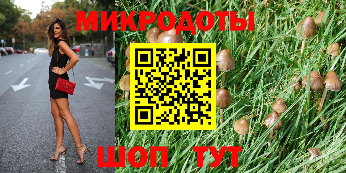 Псилоцибиновые грибы Psilocybe Великий Новгород
